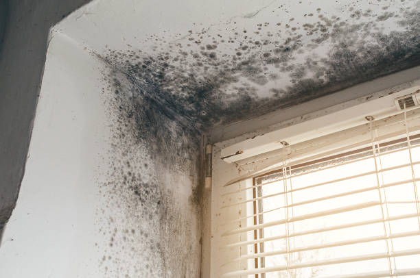 Affordable Mold Cleanup solutions in Schoolcraft, MI